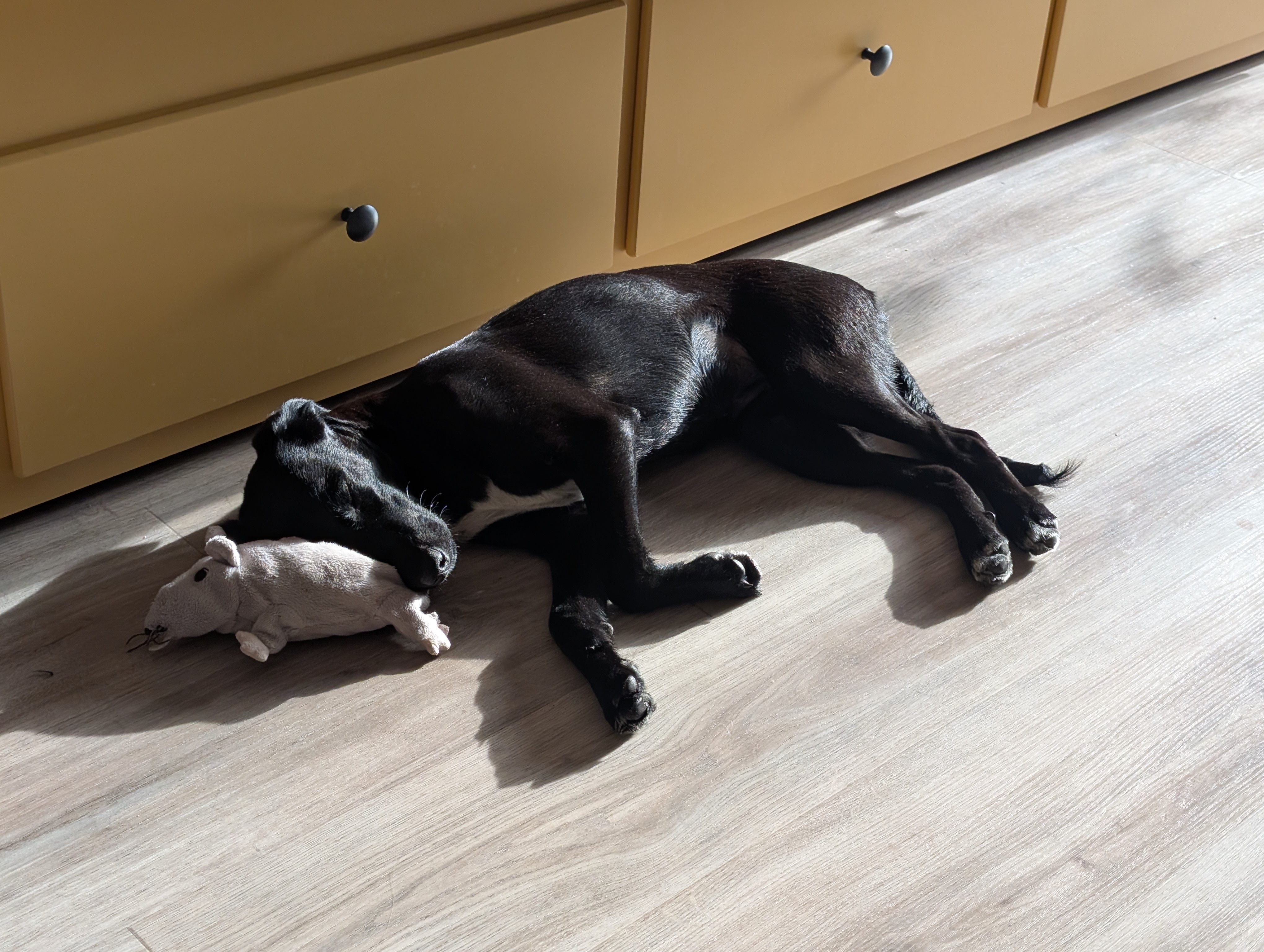 My dog poppy lying in the sun with her mouse soft-toy. You're really missing out.